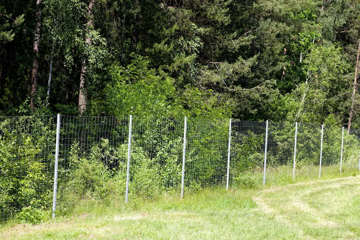 Siatka ogrodzeniowa oddziela trawnik od gęstego lasu. Widać wyraźną odległość domu od lasu, zaznaczoną przez płot.